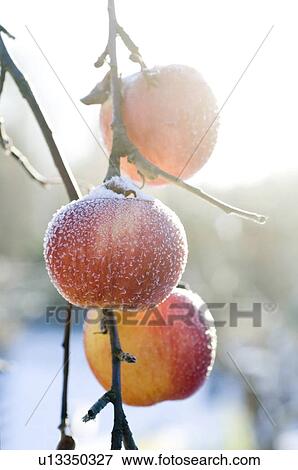 closeup, apple, close-up, close, calorie, delicious, agriculture View Large Photo Image Stock Photo - closeup, apple, close-up, close, calorie, delicious, agriculture. Fotosearch