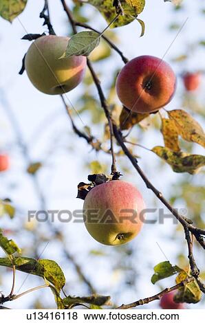 Stock Photo - closeup, apple, close-up, close, calorie, delicious, agriculture. Fotosearch