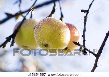 Stock Photo - closeup, apple, close-up, close, calorie, delicious, agriculture. Fotosearch