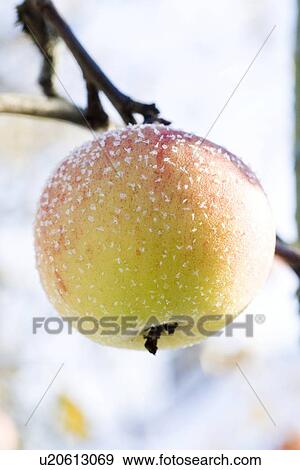 closeup, apple, close-up, close, calorie, delicious, agriculture View Large Photo Image Stock Photo - closeup, apple, close-up, close, calorie, delicious, agriculture. Fotosearch