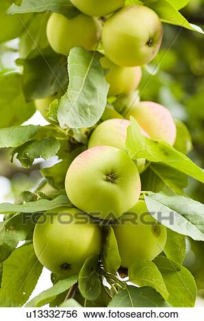 Stock Photograph - closeup, apple, close-up, close, calorie, delicious, agriculture. Fotosearch