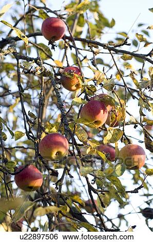 closeup, apple, close-up, close, calorie, delicious, agriculture View Large Photo Image Stock Photograph - closeup, apple, close-up, close, calorie, delicious, agriculture. Fotosearch