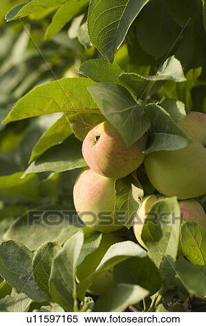 Stock Photography - closeup, apple, close-up, close, calorie, delicious, agriculture. Fotosearch