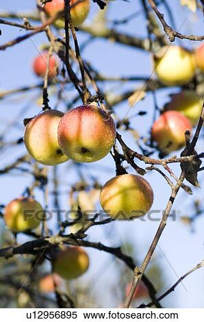 closeup, apple, close-up, close, calorie, delicious, agriculture View Large Photo Image Stock Photography - closeup, apple, close-up, close, calorie, delicious, agriculture. Fotosearch