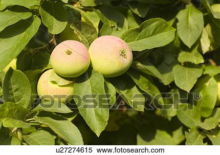 Stock Photography - closeup, apple, close-up, close, calorie, delicious, agriculture. Fotosearch