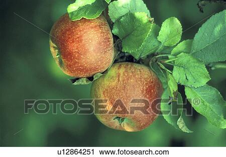 day, apple tree, close-up, CLOSE, christoph, apple View Large Photo Image Stock Image - day, apple tree, close-up, CLOSE, christoph, apple. Fotosearch