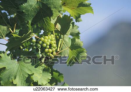 day, blauphoton, close-up, CLOSE, cellar, alexander View Large Photo Image Stock Photo - day, blauphoton, close-up, CLOSE, cellar, alexander. Fotosearch