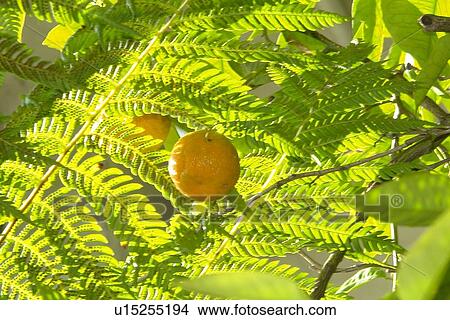 felder, wiesen, berne, blooms, blumenrfarben, botany, citronen View Large Photo Image Picture - felder, wiesen, berne, blooms, blumenrfarben, botany, citronen. Fotosearch