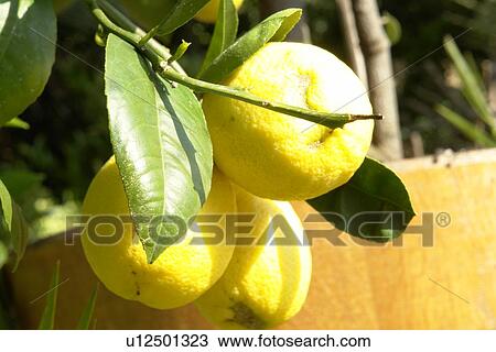 felder, wiesen, berne, blooms, blumenrfarben, botany, citronen View Large Photo Image Stock Image - felder, wiesen, berne, blooms, blumenrfarben, botany, citronen. Fotosearch