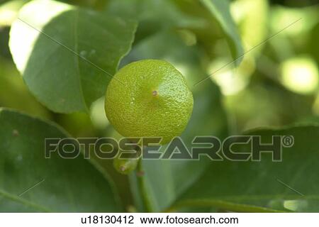 felder, wiesen, berne, blooms, blumenrfarben, botany, citronen View Large Photo Image Stock Image - felder, wiesen, berne, blooms, blumenrfarben, botany, citronen. Fotosearch