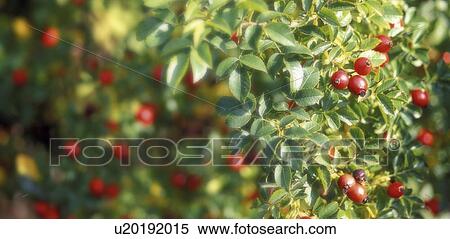Stock Photography - fruit, autumn, dog rose, canina, calf, austria. Fotosearch