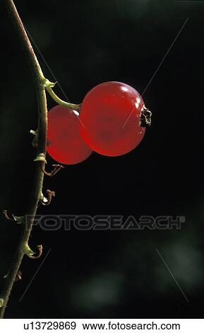 Stock Photo - fruit, back light, dobecki, currant, Cologne, andreas. Fotosearch