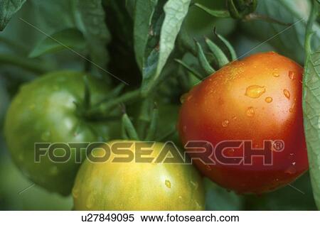 garden, burgenland, fruit, food, calf, austria View Large Photo Image Stock Photography - garden, burgenland, fruit, food, calf, austria. Fotosearch