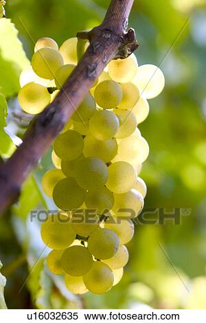 Stock Photography - green, bough, grape, day, branch, alfred. Fotosearch