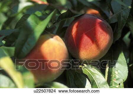 Picture - healthy, burgenland, fruit-tree, fruit, calf, nutrition, austria. Fotosearch
