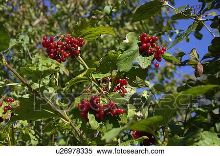 heckenkirsche, alexandra, autumn, berries, berry, blue View Large Photo Image Stock Photography - heckenkirsche, alexandra, autumn, berries, berry, blue. Fotosearch