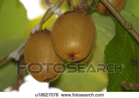 Stock Photo - kiwipflanze, kiwi, kiwipflanzen, kiwistrauch, fruit, fruits, leaves. Fotosearch