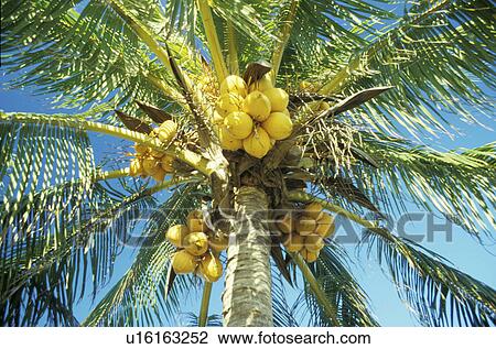 Stock Image - lat, coconut, kokospalme, detail, cocos, aspiration. Fotosearch