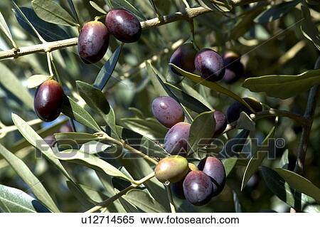 olive, tree, mediterranean, green, sunny, natural, nature View Large Photo Image Stock Photography - olive, tree, mediterranean, green, sunny, natural, nature. Fotosearch