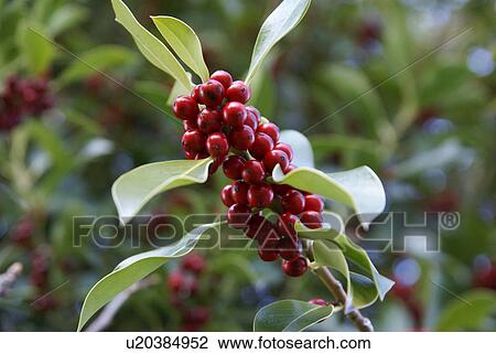 Stock Image - red, talk, berries, foreground, sharp, close-up, closeup. Fotosearch