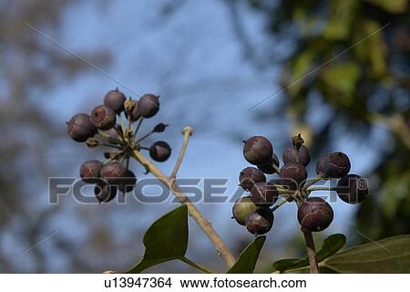 wiesen, felder, berne, berries, berry tree, berrybush, bilberries View Large Photo Image Picture - wiesen, felder, berne, berries, berry tree, berrybush, bilberries. Fotosearch