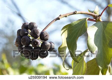 wiesen, felder, berne, berries, berrybush, blooms, blue View Large Photo Image Picture - wiesen, felder, berne, berries, berrybush, blooms, blue. Fotosearch