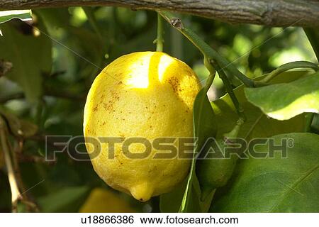 Stock Photograph - wiesen, felder, berne, blooms, blumenrfarben, botany, citronen. Fotosearch