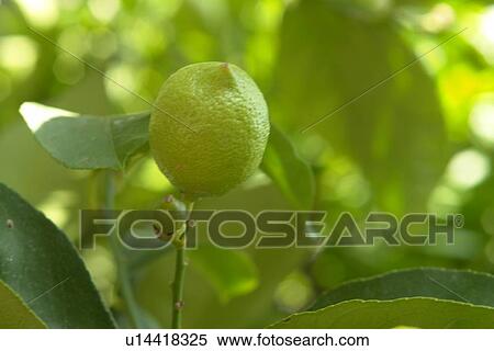 Stock Photography - wiesen, felder, berne, blooms, blumenrfarben, botany, citronen. Fotosearch