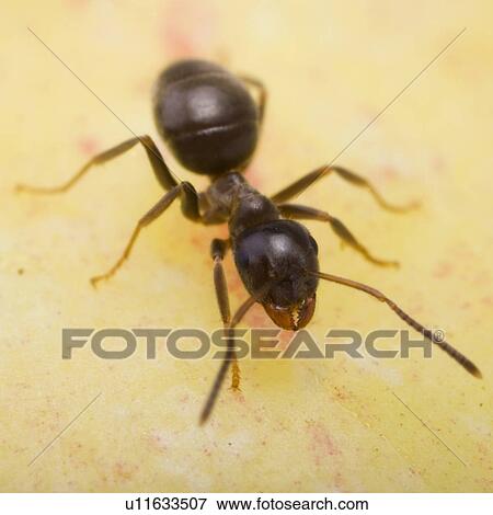 Stock Photo - animal, apple, ants, animals, alfred. Fotosearch
