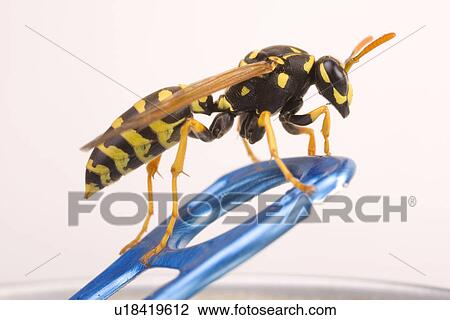Stock Image - animal, beverages, beverage, animals, alfred. Fotosearch