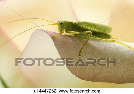 animals, blooms, bloom, Bernhard, abloom View Large Photo Image Stock Image - animals, blooms, bloom, Bernhard, abloom. Fotosearch