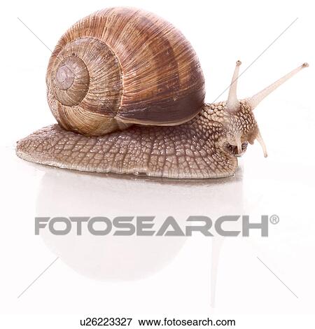 Stock Photo - animals, brown, beige, alfred. Fotosearch