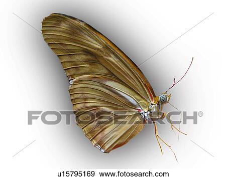 animals, brown, beige, Austria, alfred View Large Photo Image Stock Photo - animals, brown, beige, Austria, alfred. Fotosearch