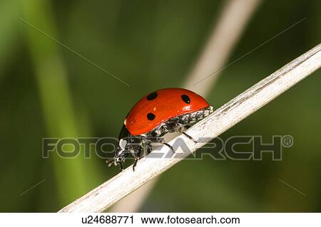 animals, CLOSE, beetle, austria, alfred View Large Photo Image Stock Image - animals, CLOSE, beetle, austria, alfred. Fotosearch
