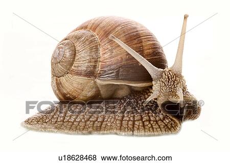 Stock Photo - animals, CLOSE, brown, beige, alfred. Fotosearch