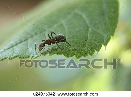 Stock Image - animals, formicoidea, close-up, CLOSE, alfred. Fotosearch