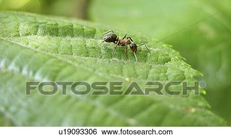 Stock Photograph - animals, formicoidea, close-up, CLOSE, alfred. Fotosearch