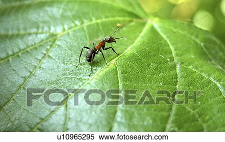 animals, formicoidea, close-up, CLOSE, alfred View Large Photo Image Stock Photography - animals, formicoidea, close-up, CLOSE, alfred. Fotosearch