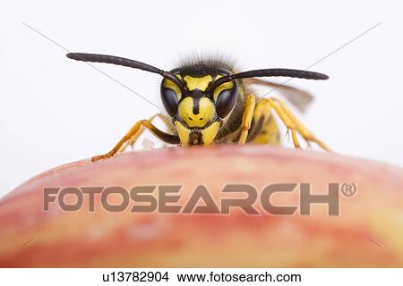 befallen, animal, apples, apple, animals, alfred View Large Photo Image Picture - befallen, animal, apples, apple, animals, alfred. Fotosearch