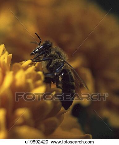 black, animal, beekeeper, bee colony, bee, andreas View Large Photo Image Stock Image - black, animal, beekeeper, bee colony, bee, andreas. Fotosearch