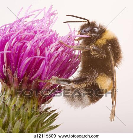 Stock Photo - bloom, animal, bees, bee, animals, alfred. Fotosearch