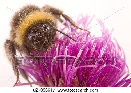 bloom, animal, bees, bee, animals, alfred View Large Photo Image Stock Photo - bloom, animal, bees, bee, animals, alfred. Fotosearch
