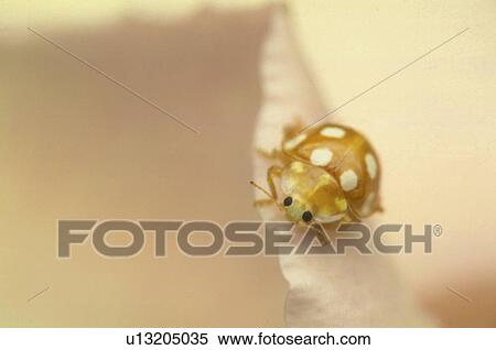 bloom, animals, Bernhard, beige, beetle, abloom View Large Photo Image Stock Photography - bloom, animals, Bernhard, beige, beetle, abloom. Fotosearch