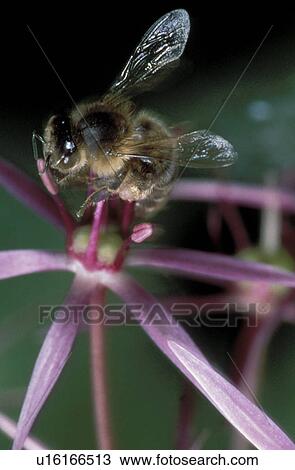 blossom, animals, bloom, bee, apoidea, business, abloom View Large Photo Image Stock Image - blossom, animals, bloom, bee, apoidea, business, abloom. Fotosearch