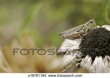 Picture - body, crouch, animals. Fotosearch