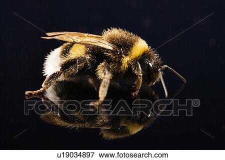 bombus, animal, bees, bee, animals, alfred View Large Photo Image Stock Photo - bombus, animal, bees, bee, animals, alfred. Fotosearch