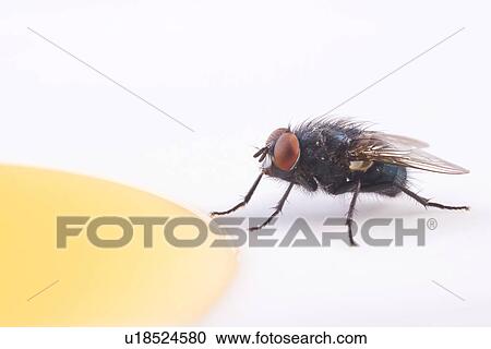 Stock Image - candy, animal, calliphora, blue, animals, alfred. Fotosearch