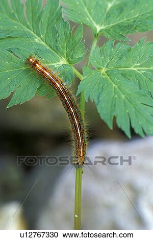 Stock Image - caterpillar, CLOSE, Christian, animals. Fotosearch