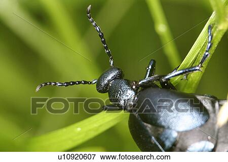 CLOSE, animals, black, beetle, austria, alfred View Large Photo Image Stock Photo - CLOSE, animals, black, beetle, austria, alfred. Fotosearch
