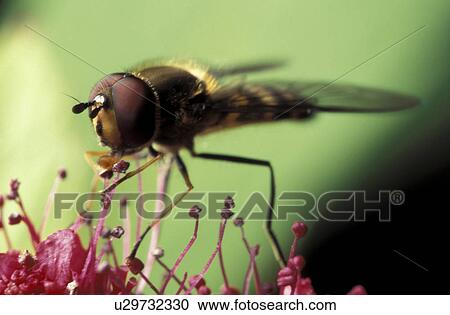 Stock Image - CLOSE, animals, brachycera, blossom, bloom, close-up, abloom. Fotosearch